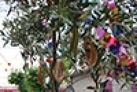 Miniatura della scheda Festa di San Sebastiano del Lunedì di Pentecoste: lancio delle ciambelle dal terrazzo della chiesa di Santa Maria Annunziata
