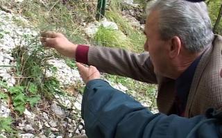 Immagine allegata alla scheda. Per averne una descrizione leggere i dettagli più in basso.