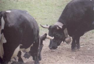 Immagine allegata alla scheda. Per averne una descrizione leggere i dettagli più in basso.