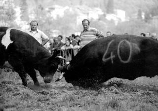 Immagine allegata alla scheda. Per averne una descrizione leggere i dettagli più in basso.