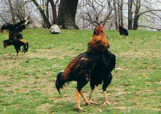 Immagine allegata alla scheda. Per averne una descrizione leggere i dettagli più in basso.