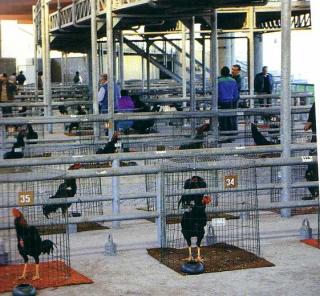 Immagine allegata alla scheda. Per averne una descrizione leggere i dettagli più in basso.